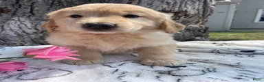 Holly
