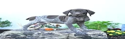 German Shorthaired Pointer dogs for sale: Moose - Ad 4