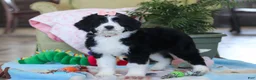 Bernedoodle dogs for sale: Ivy - Ad 6