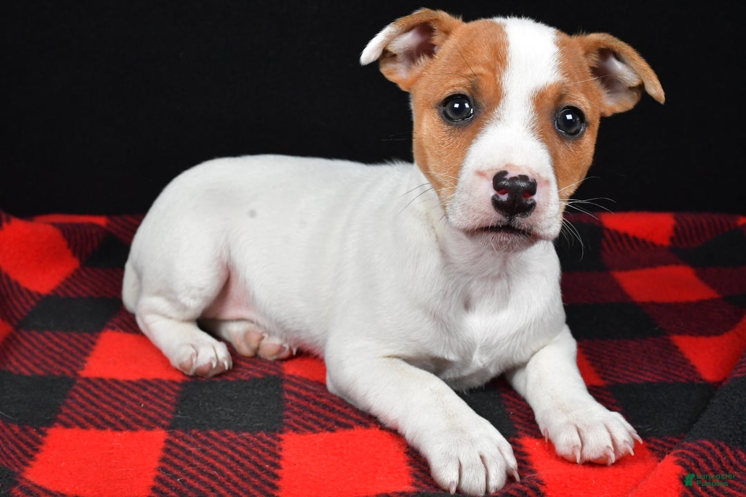 Jack Russell Terrier dogs for sale: Muffin - Ad 12