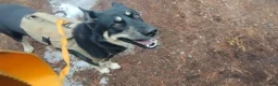 Gerberian Shepsky dogs for sale: Midnight - Ad 9