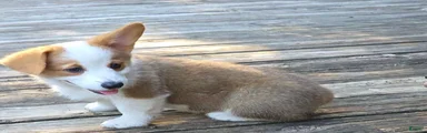 Welsh Corgi Pembroke 3