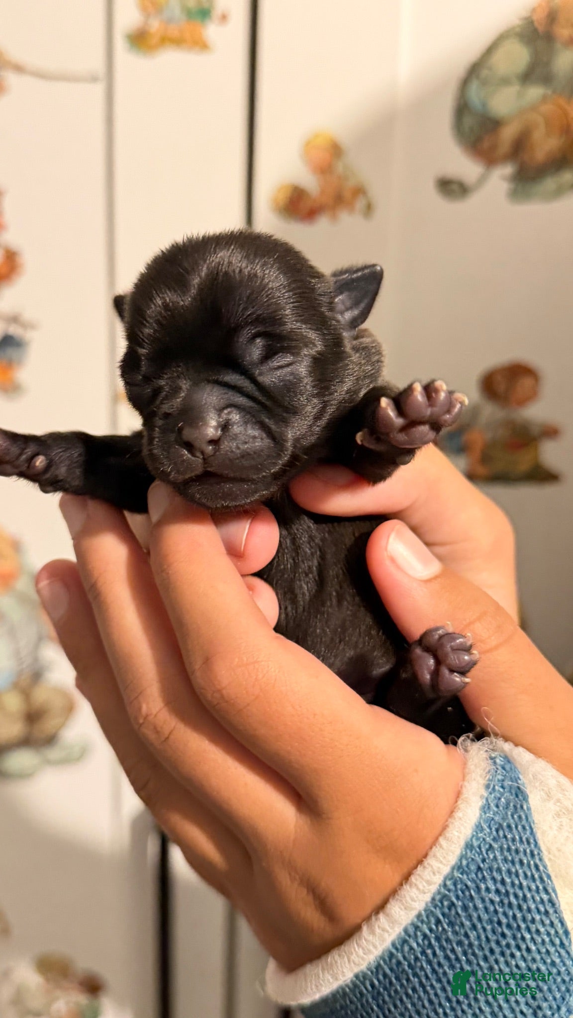 Chihuahua dogs for sale: Chihuahua 3 - Ad 1