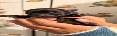 Chihuahua 3