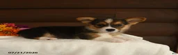 Welsh Corgi Pembroke dogs for sale: Starlight - Ad 2