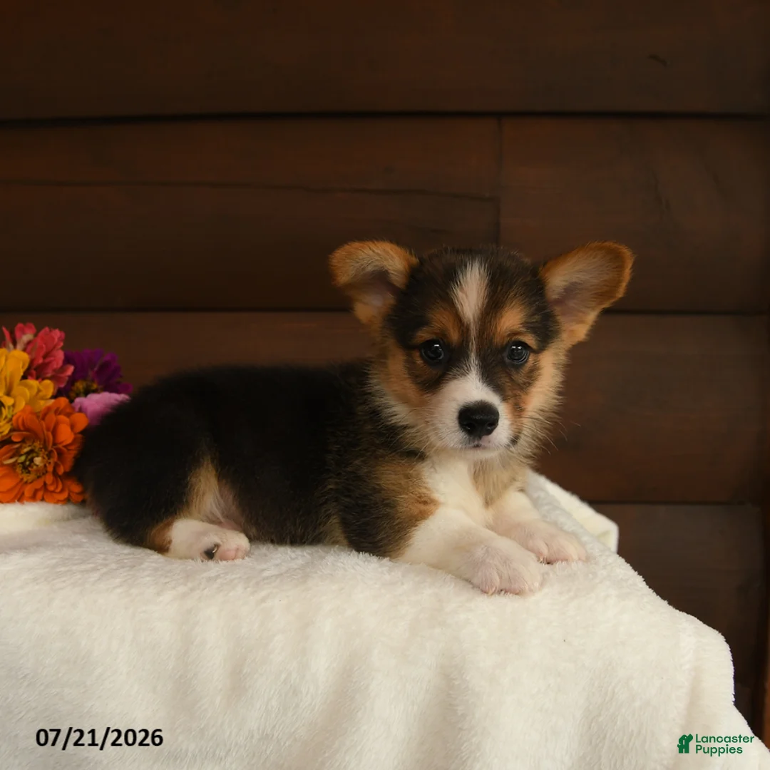 Welsh Corgi Pembroke dogs for sale: Starlight - Ad 2