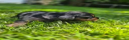 Mixed Breed dogs for sale: Jeagar - Ad 7