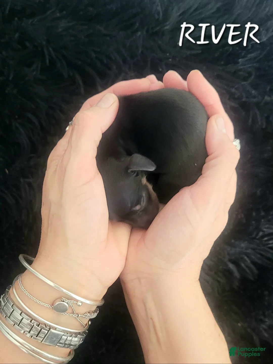 Miniature Dachshund dogs for sale: River - Ad 2