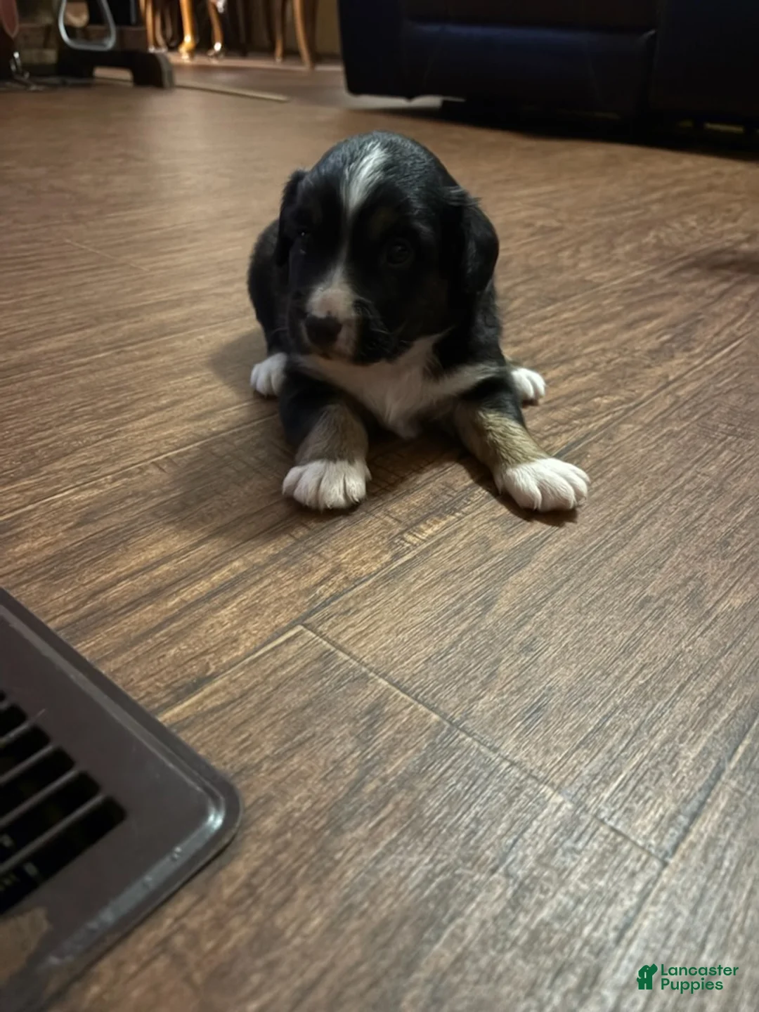 Mini Aussiedoodle dogs for sale: Girl 2 - Ad 1