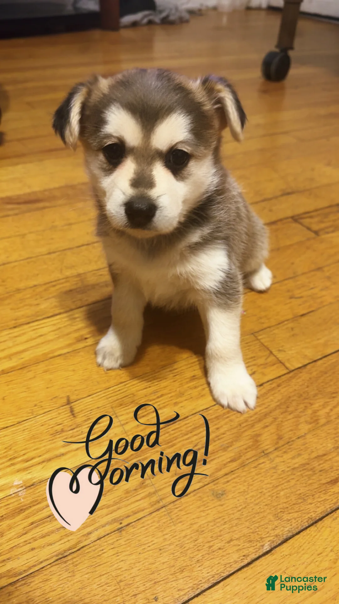 Mixed Breed dogs for sale: Twin - Ad 1