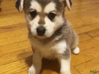 Mixed Breed dogs Twin - Ad 20