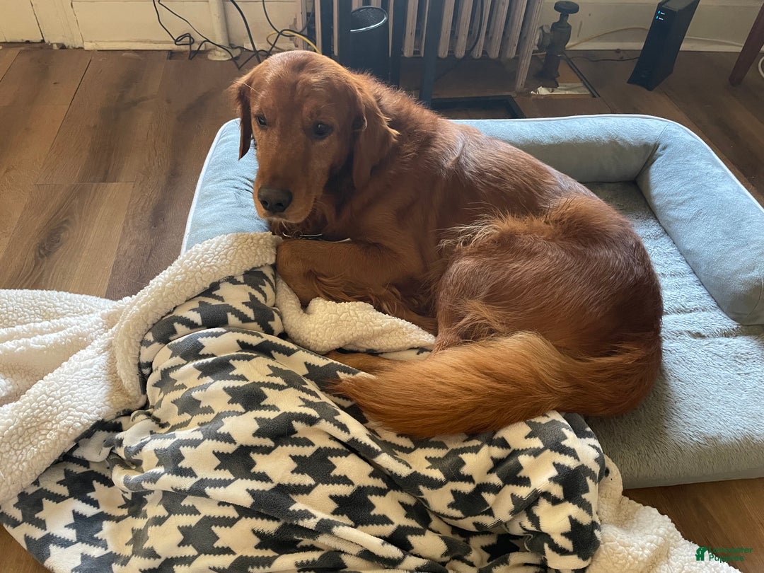 Mixed Breed dogs for sale: Holly  - Ad 11