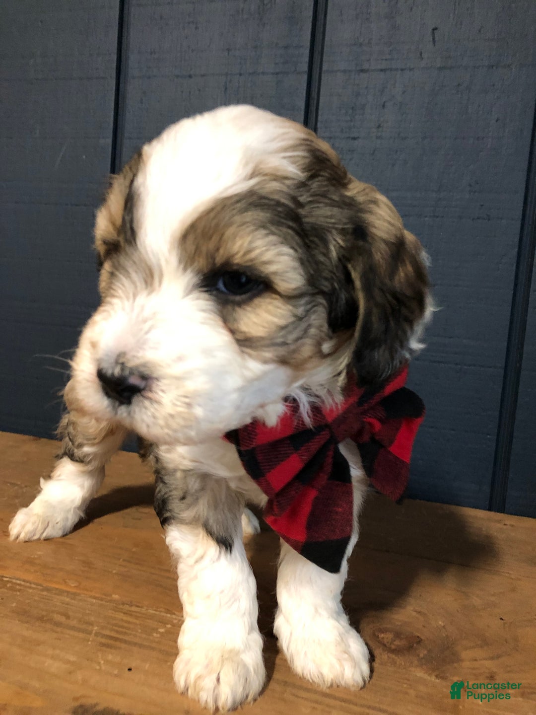 Aussiedoodle dogs for sale: Clove  - Ad 2