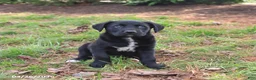 Mixed Breed dogs for sale: Mazie - Ad 3