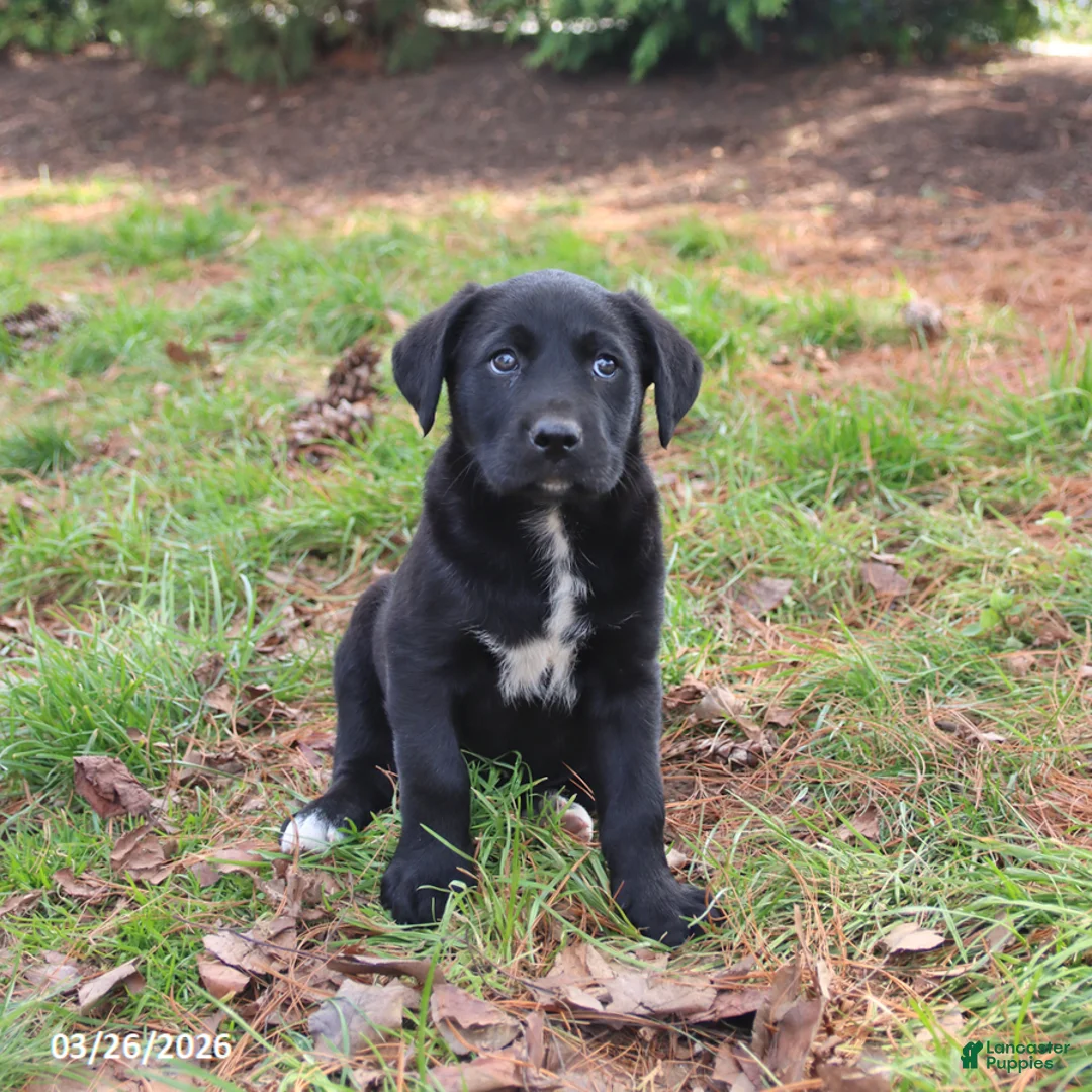 Mixed Breed dogs for sale: Mazie - Ad 3