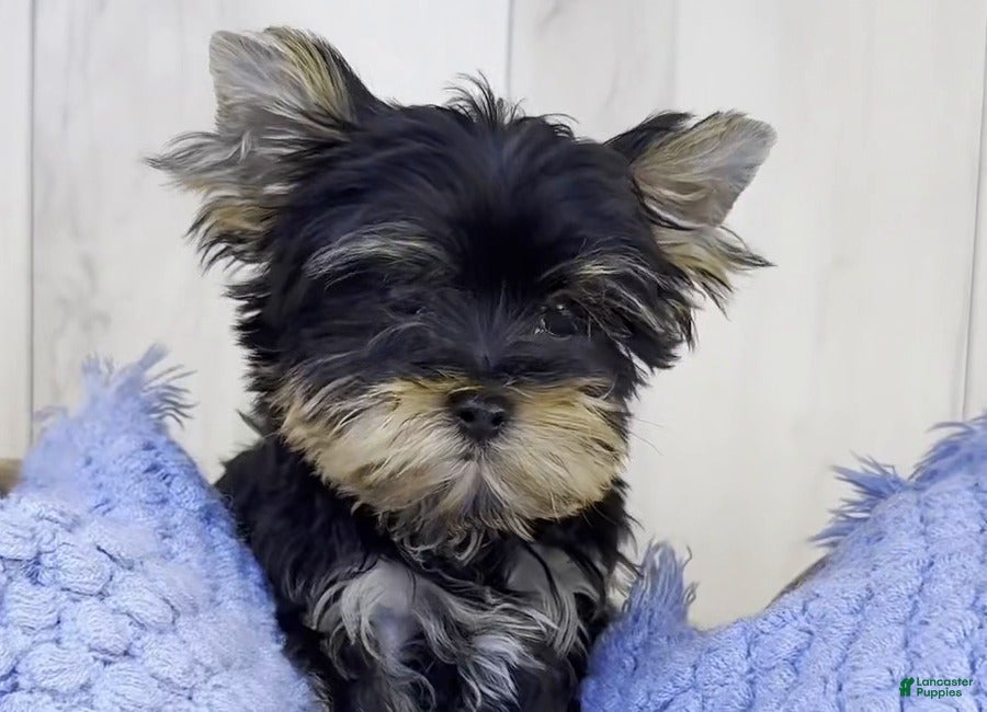 Yorkshire Terrier dogs for sale: Rocky - Ad 2