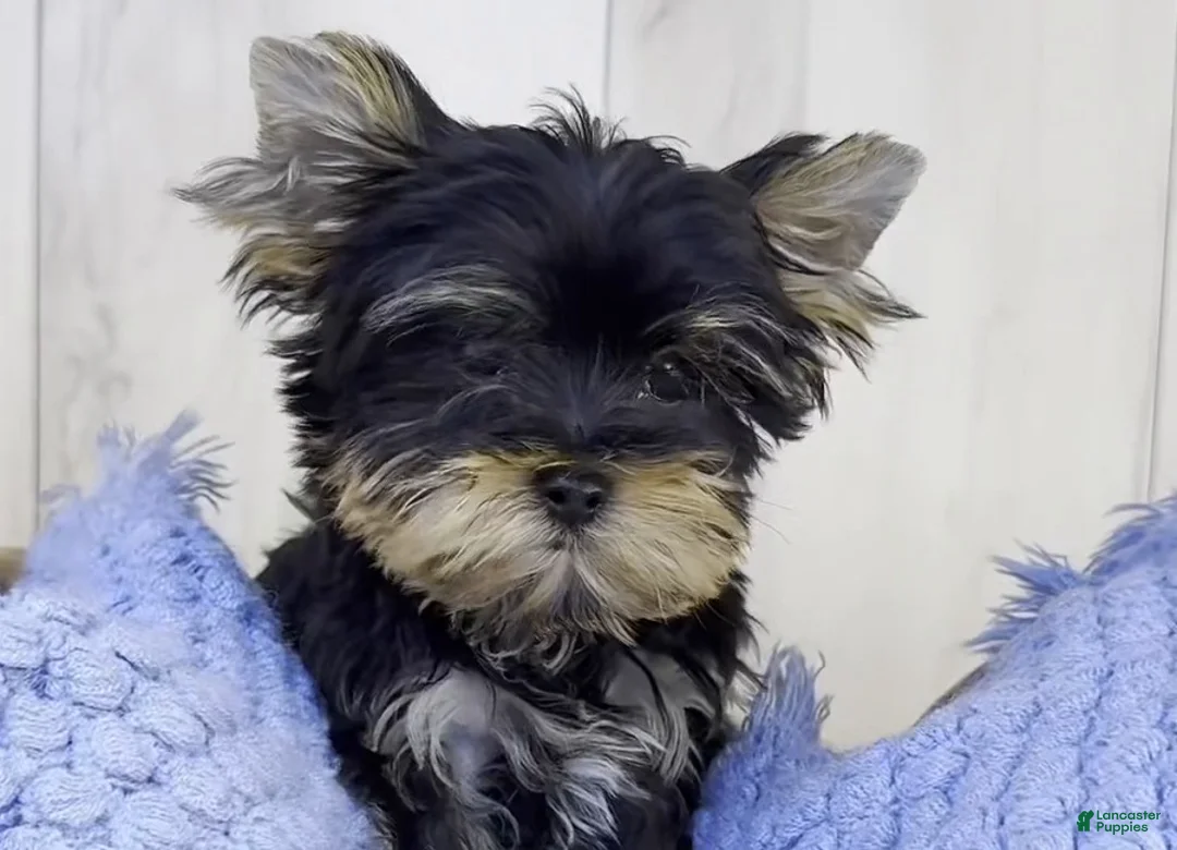 Yorkshire Terrier dogs for sale: Rocky - Ad 1