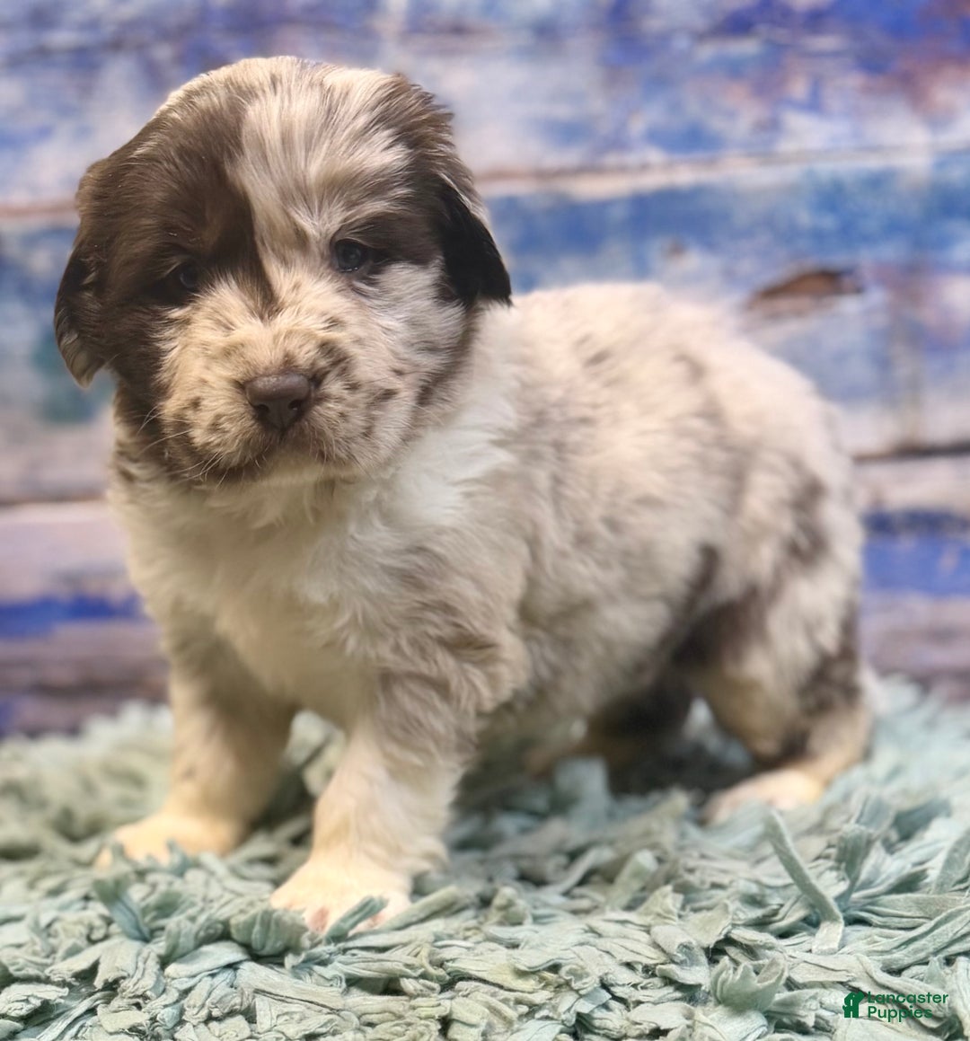 Mixed Breed dogs for sale: Sterling OFA DNA  - Ad 7