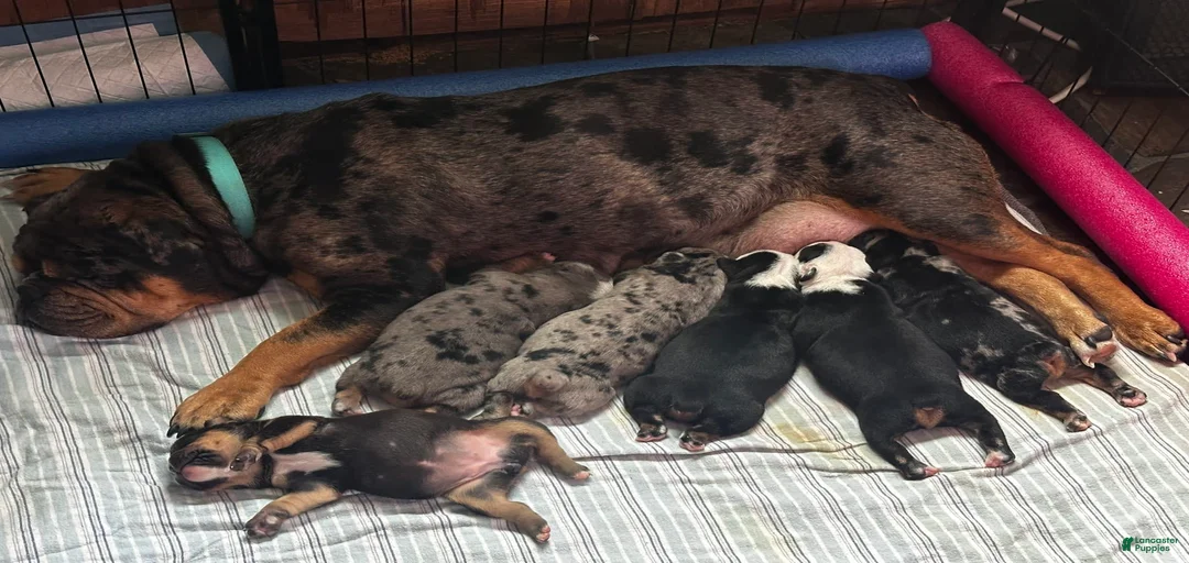 Gallery Image {{count}}