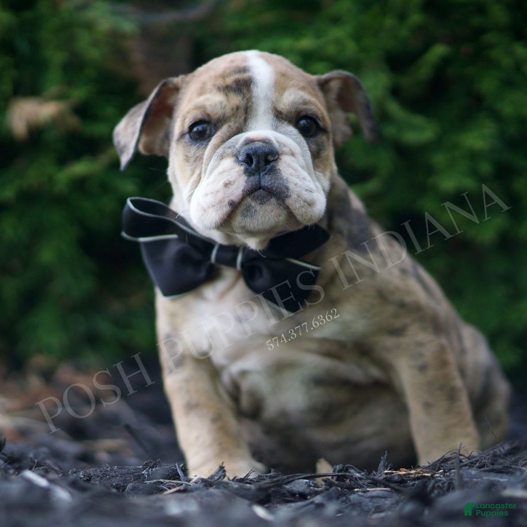 Bulldog Cross Scots American Bulldog English Bulldog Puppies For