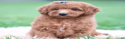 Mini Goldendoodle dogs for sale: Beau  - Ad 5