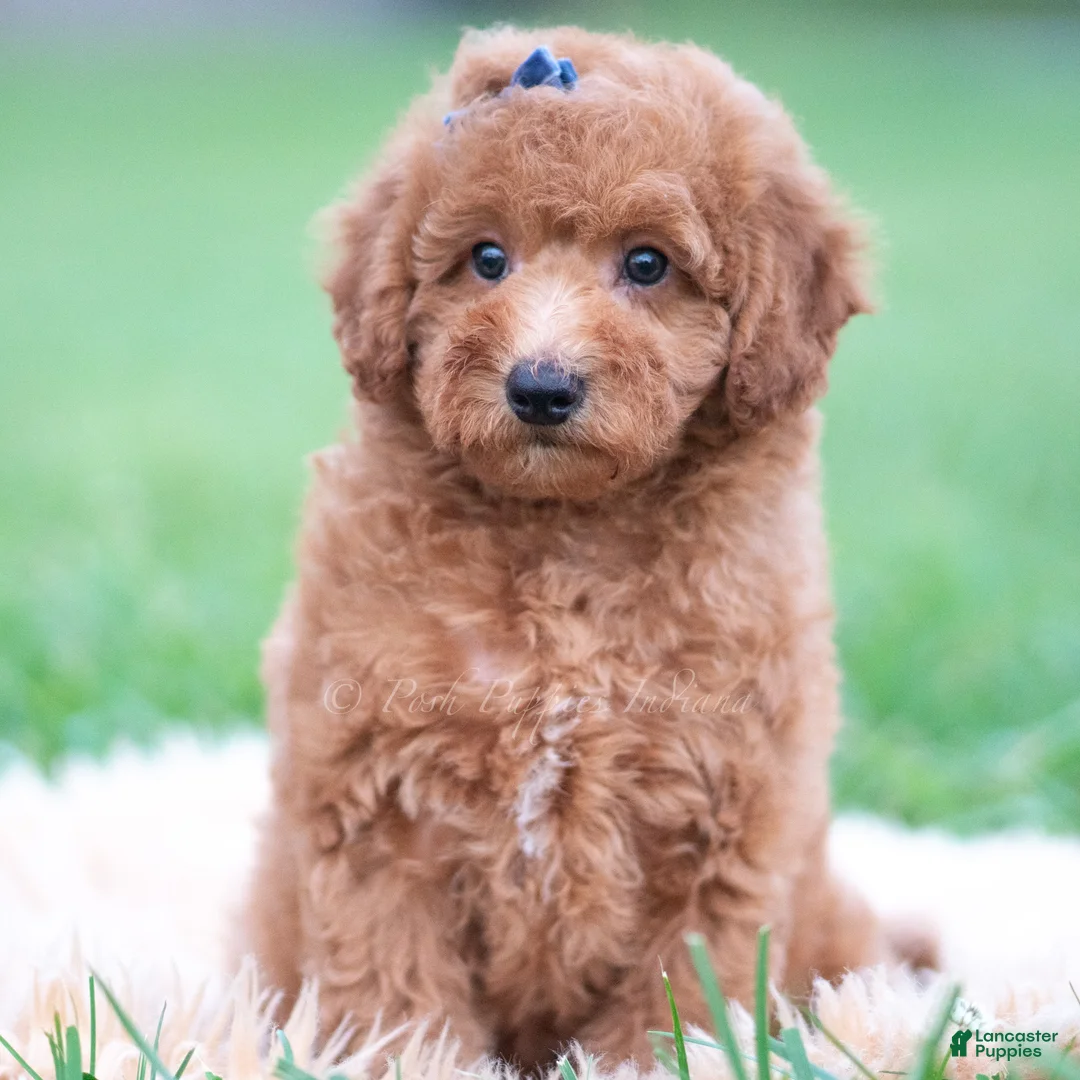 Mini Goldendoodle dogs for sale: Beau  - Ad 5