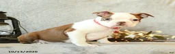 Boston Terrier dogs for sale: Chocolate - Ad 3
