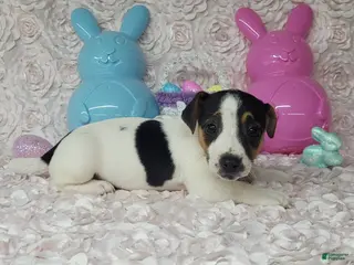 Jack Russell Terrier dogs Lois CKC Registered - Ad 19