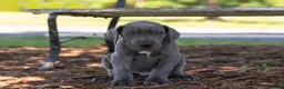 Great Dane dogs for sale: Axel - Ad 4