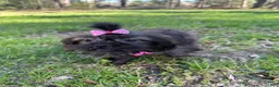Mixed Breed dogs for sale: Molly - Ad 7