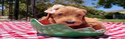 Goldendoodle dogs for sale: Pearl - Ad 3