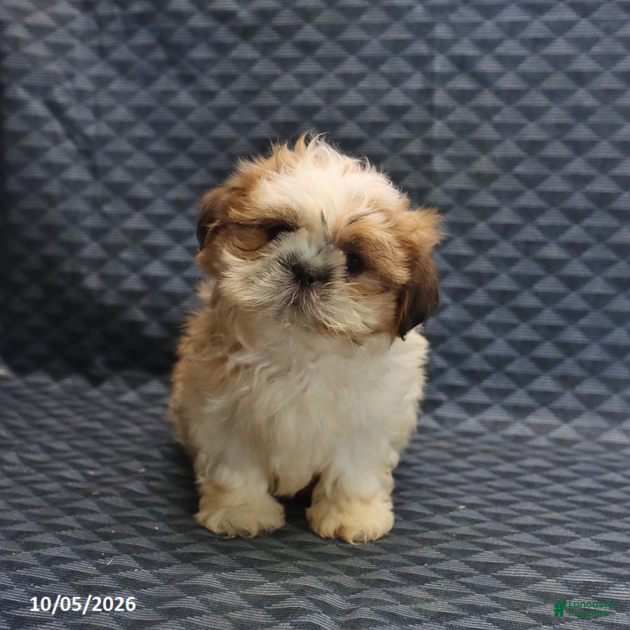 Shih Tzu dogs Peter - Ad 1