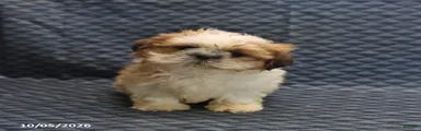 Peter