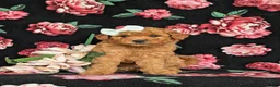 Mixed Breed dogs for sale: Mistie Hypoallergenic - Ad 2