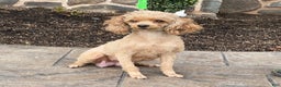 Toy Poodle dogs for sale: River - Ad 6