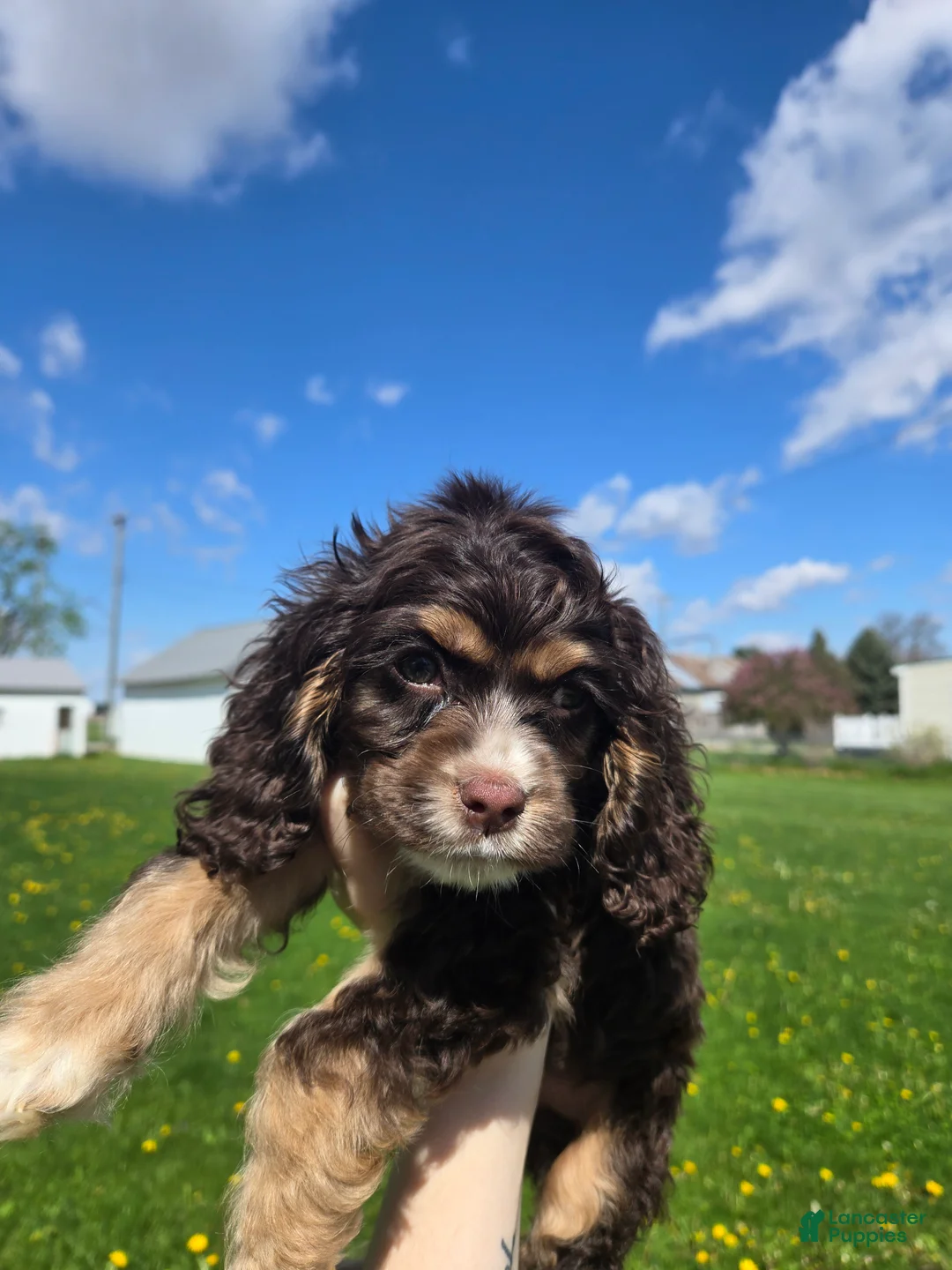 Cocker Spaniel dogs for sale: Charlie - Ad 1