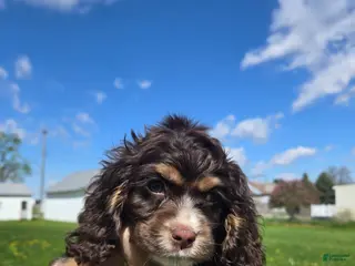 Cocker Spaniel dogs Charlie - Ad 41