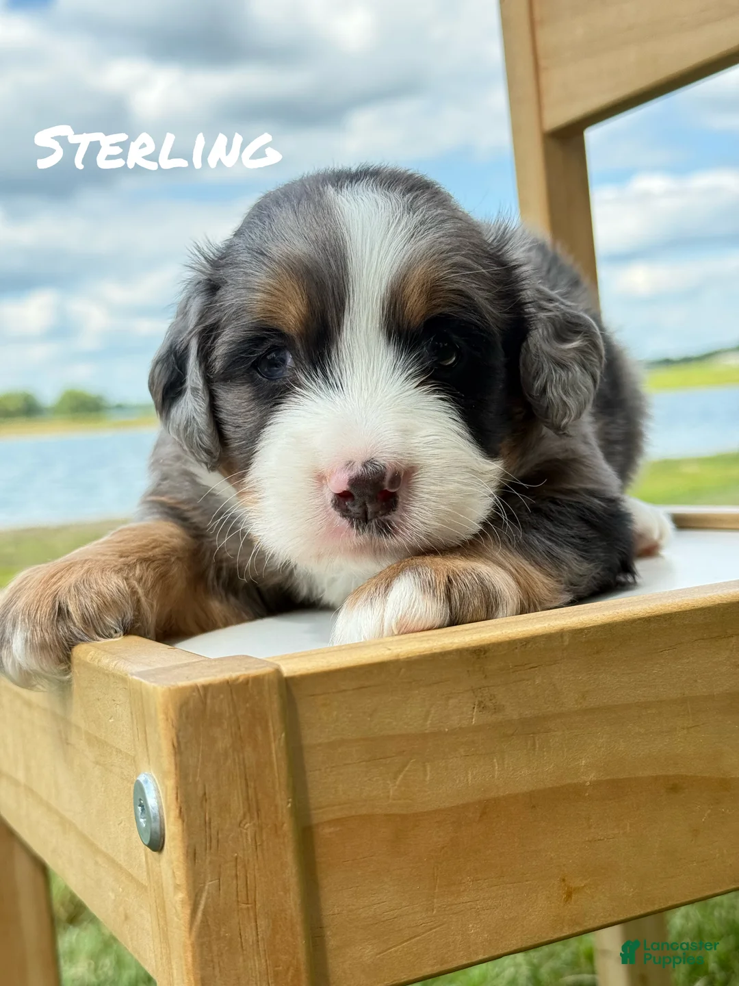 Mini Bernedoodle dogs for sale: Sterling - Blue Merle Mini Bernedoodle  - Ad 2