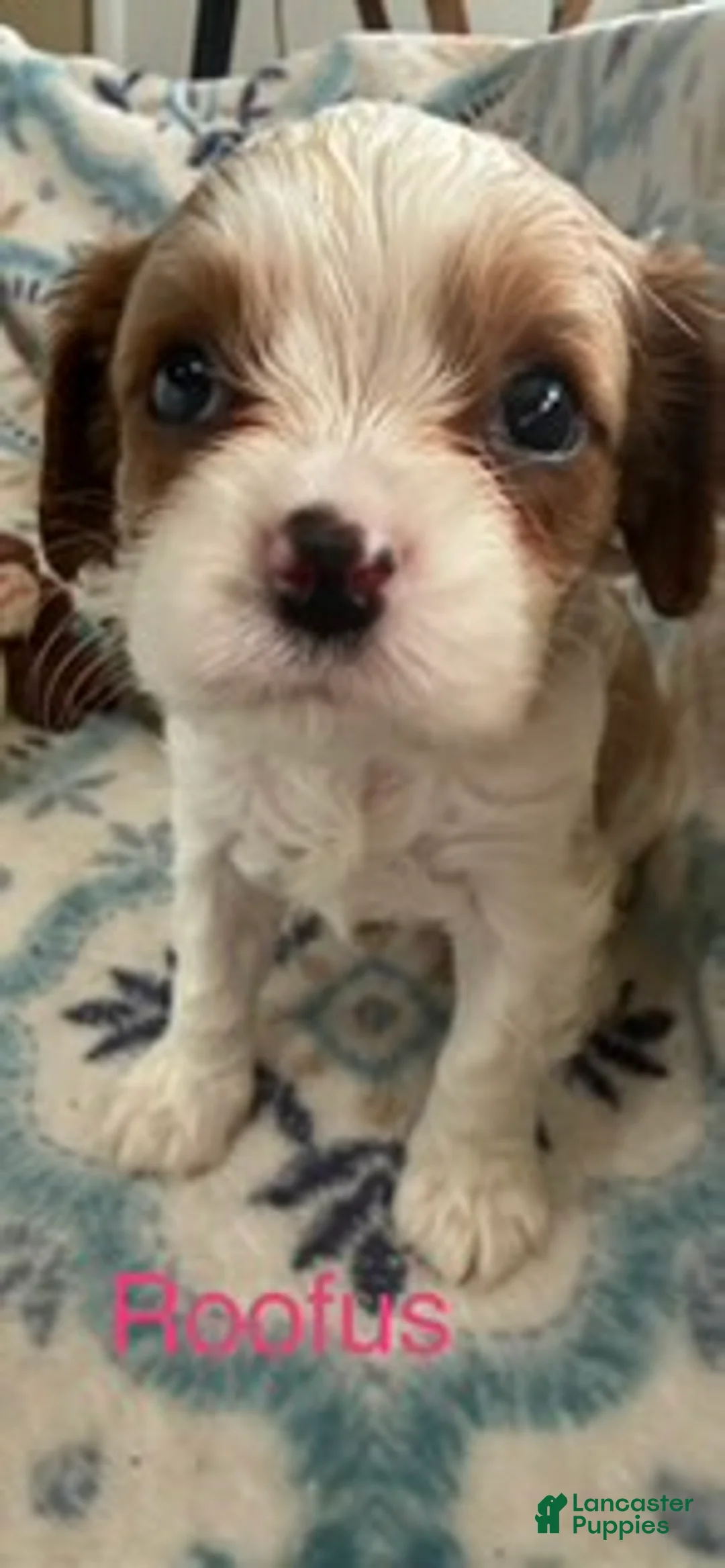 Cavalier King Charles Spaniel dogs for sale: Roofus - Ad 3
