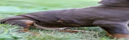 Doberman Pinscher dogs for sale: OSWALD - Ad 4