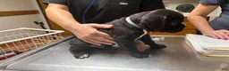 Boxer dogs for sale: Dante AKC Euro - Ad 4