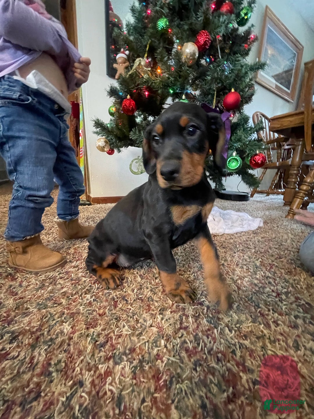 French Bulldog dogs for sale: Snail - Ad 32