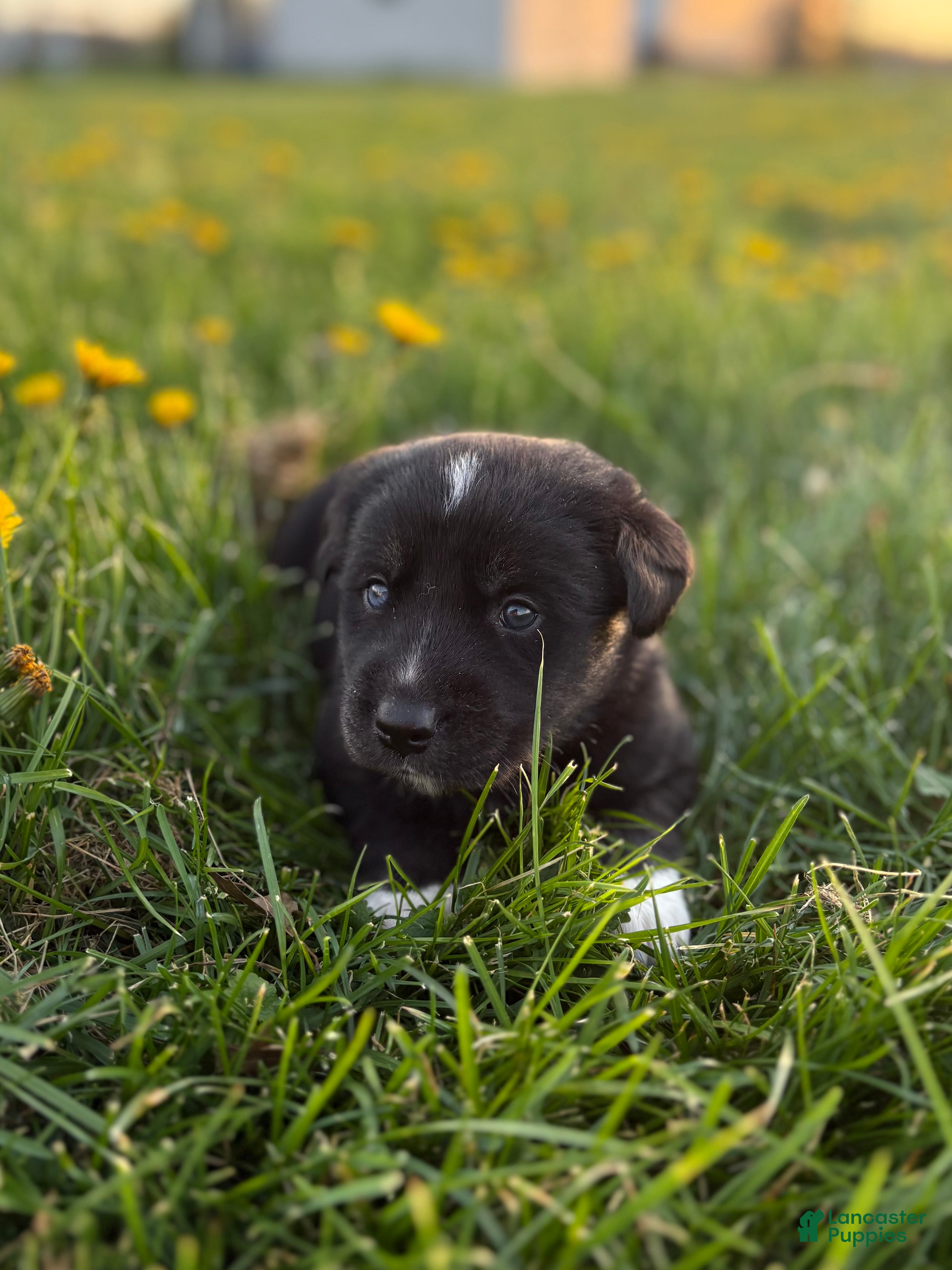 Goberian dogs Hershey - Ad 5