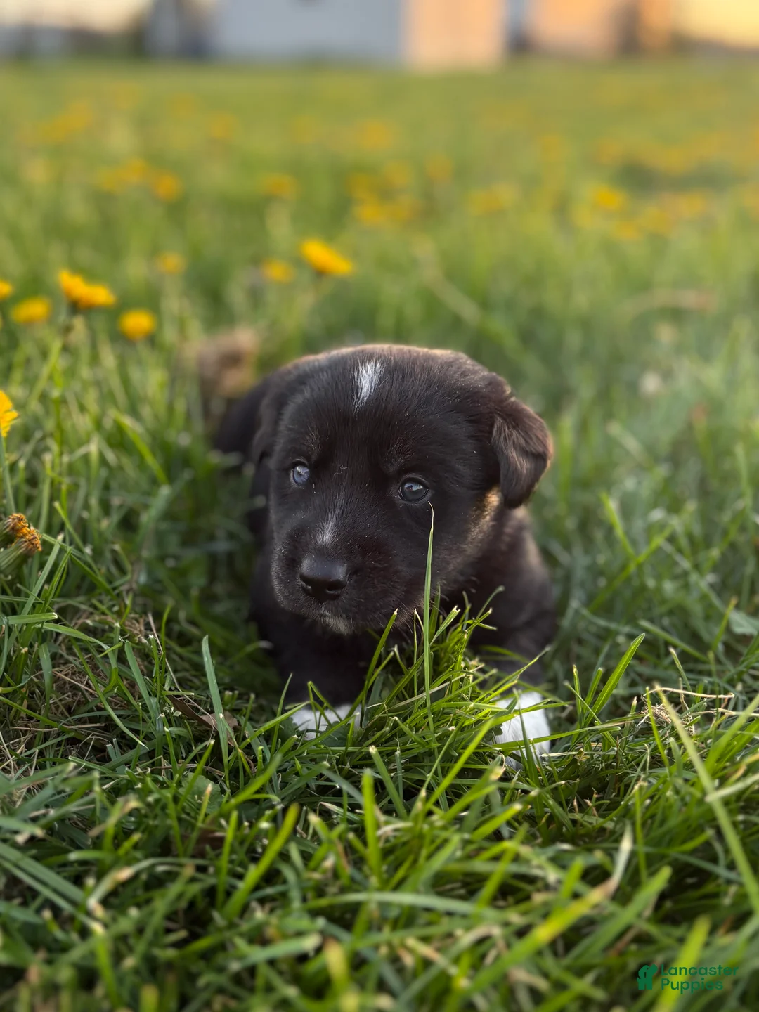 Goberian dogs for sale: Hershey - Ad 1