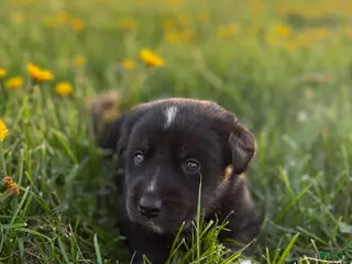 Goberian dogs Hershey - Ad 11