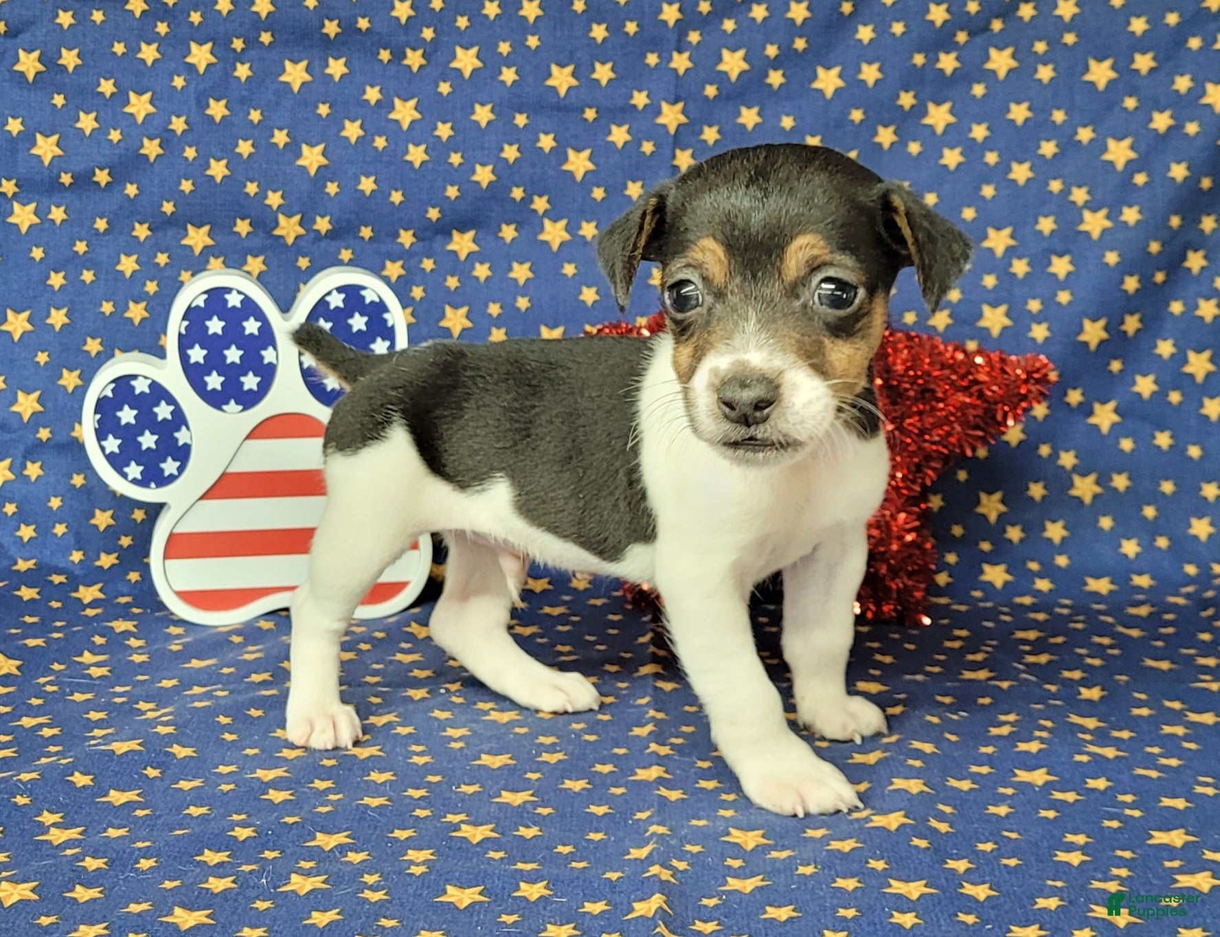 Jack Russell Terrier dogs Romeo purebred JRT delivery available  - Ad 2