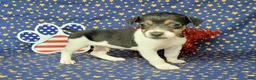 Jack Russell Terrier dogs for sale: Romeo purebred JRT delivery available  - Ad 2