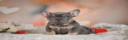French Bulldog dogs for sale: Adam - Ad 4