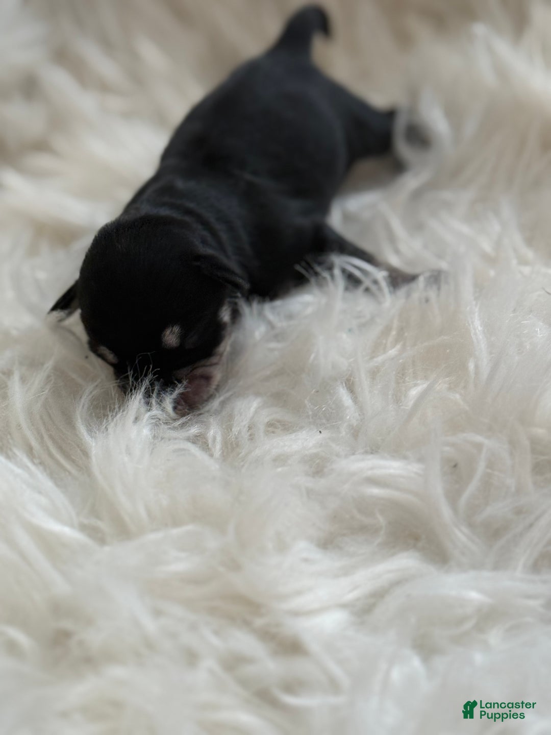 Miniature Schnauzer dogs for sale: Miniature Schnauzer Puppy 3 - Ad 8