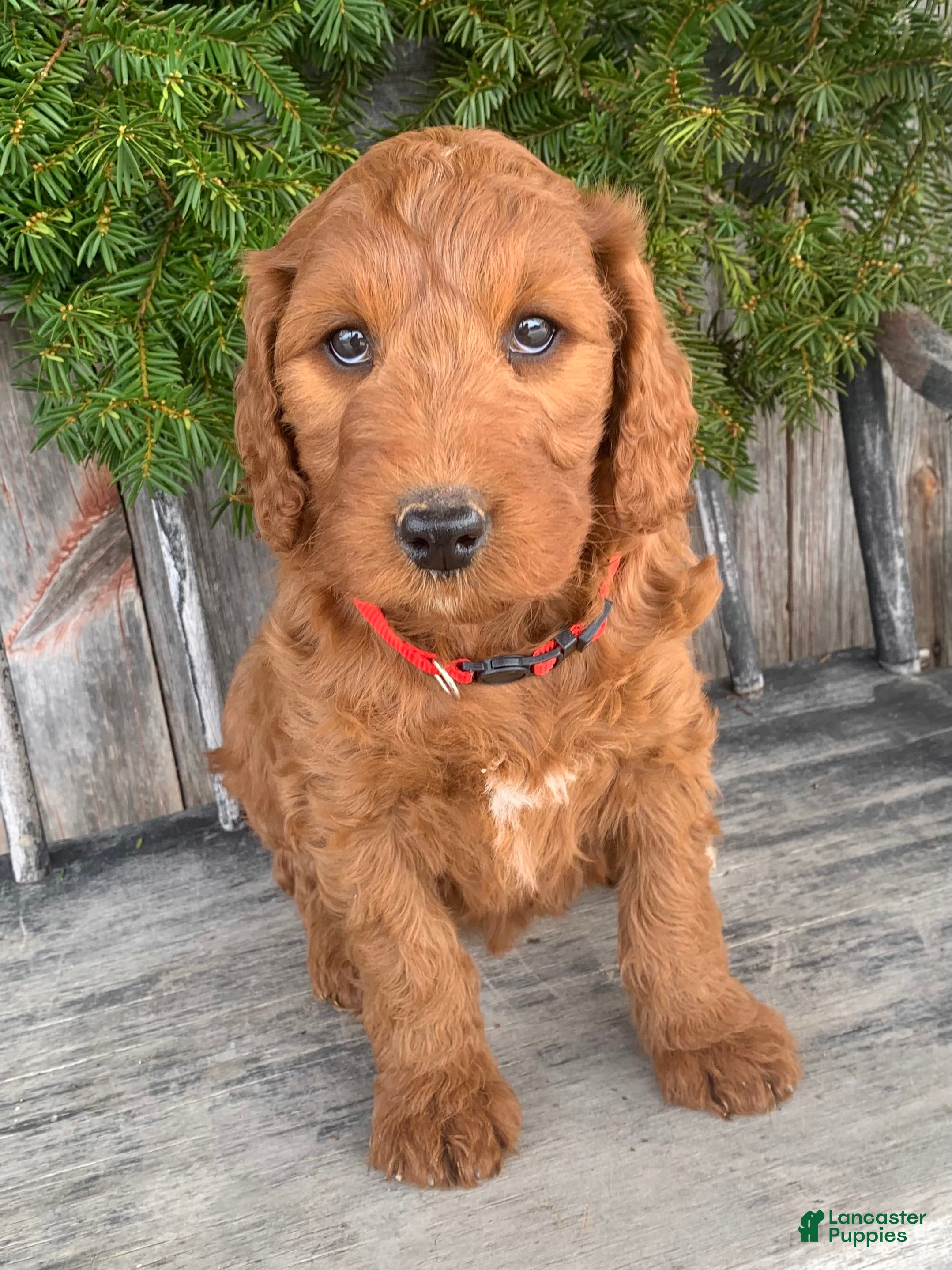 Irish Doodle dogs Scarlett - Ad 1